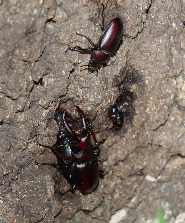 ノコギリクワガタのペア（雄は小歯型）、1♀_No.4のコナラ_クワガタ達のオアシス_2023年8月21日19時30分 気温28.3度